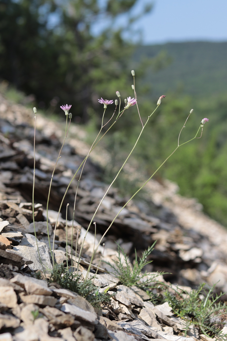 Image of Lagoseris purpurea specimen.