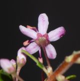 Agathosma ovata