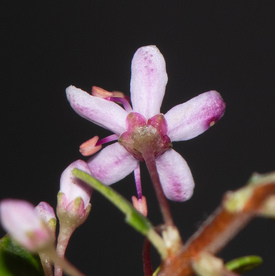 Изображение особи Agathosma ovata.