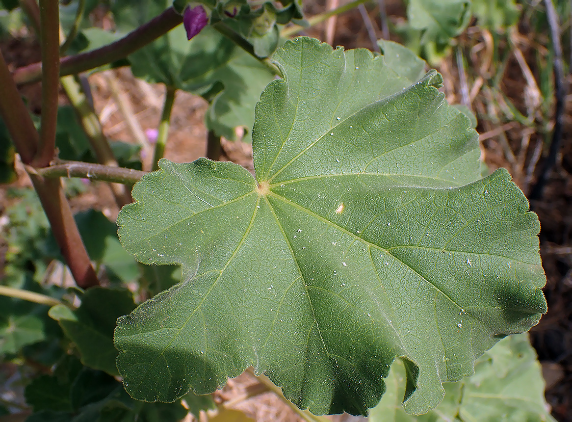 Image of Malva arborea specimen.