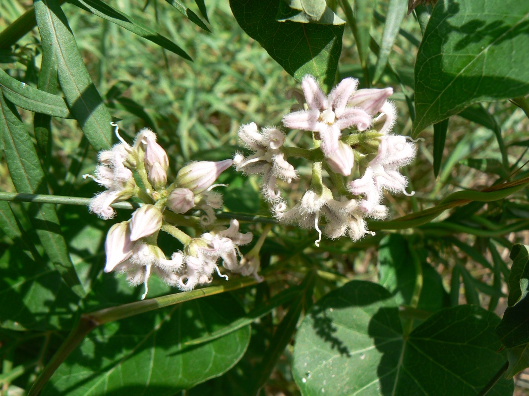 Изображение особи Metaplexis japonica.