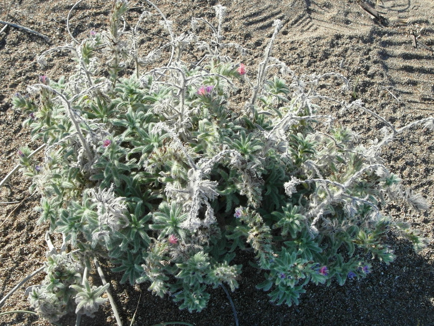 Image of Echium angustifolium specimen.