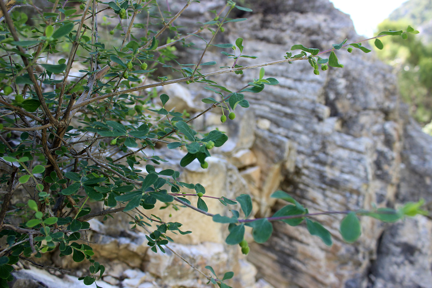 Image of Lonicera simulatrix specimen.