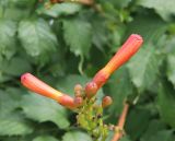 Campsis radicans