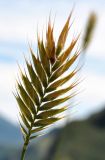 Agropyron pectinatum. Колос. Республика Алтай, Онгудайский р-н, урочище Песчанный Бом, левый степной берег р. Катунь. 31.07.2010.