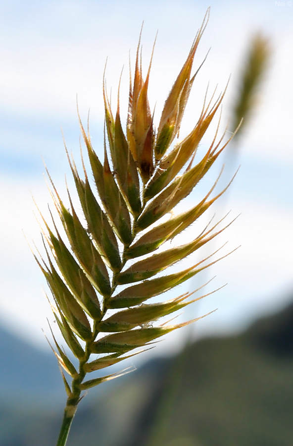 Image of Agropyron pectinatum specimen.