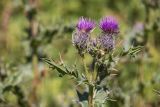 Cirsium pugnax. Верхушка растения с соцветиями. Краснодарский край, м/о город-курорт Сочи, окр. с. Эстосадок, окр. ур. Бзерпинский карниз, выс. ≈ 2200 м н.у.м., субальпийский луг. 29.08.2021.