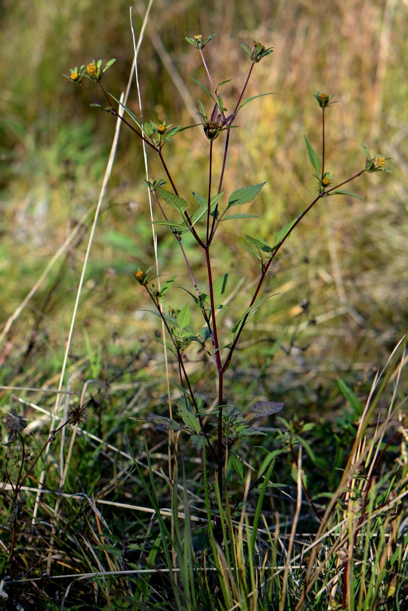 Image of Bidens frondosa specimen.