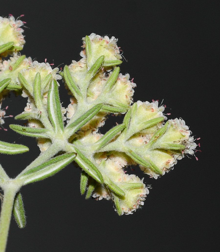 Изображение особи Eriogonum arborescens.