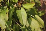 genus Rumex