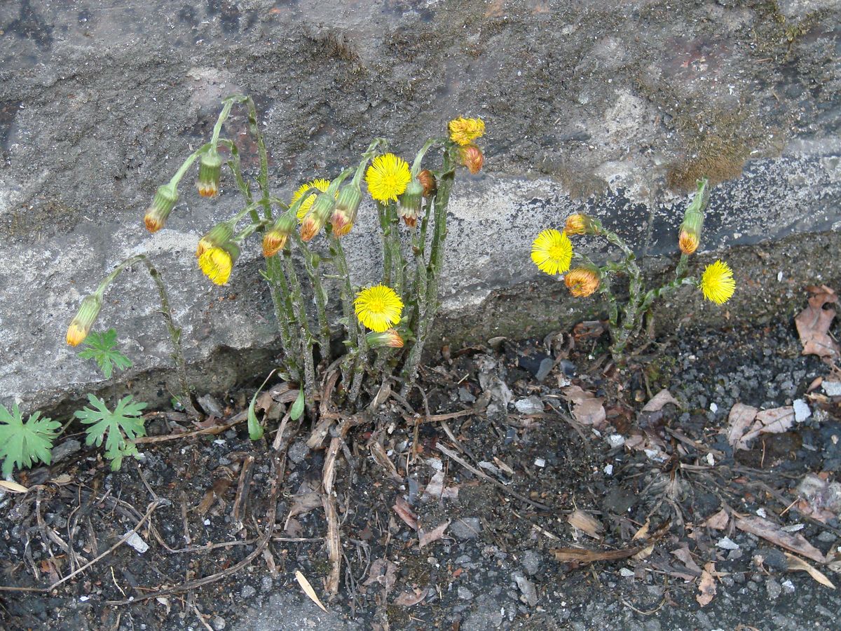 Image of Tussilago farfara specimen.