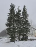 Chamaecyparis lawsoniana. Группа взрослых деревьев. Москва, ВДНХ, в культуре. 05.01.2022.