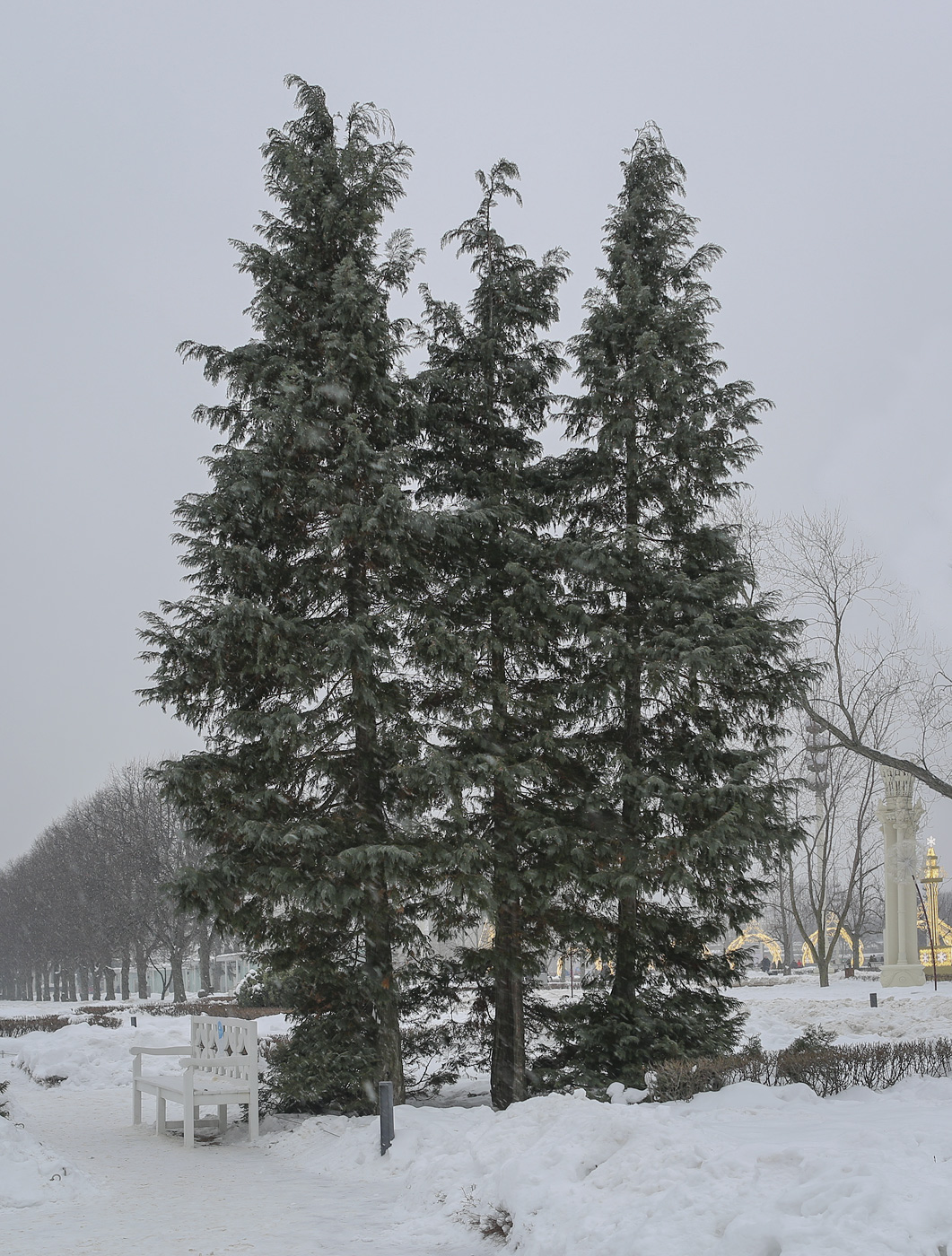 Image of Chamaecyparis lawsoniana specimen.