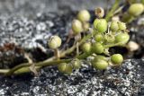 Cochlearia officinalis