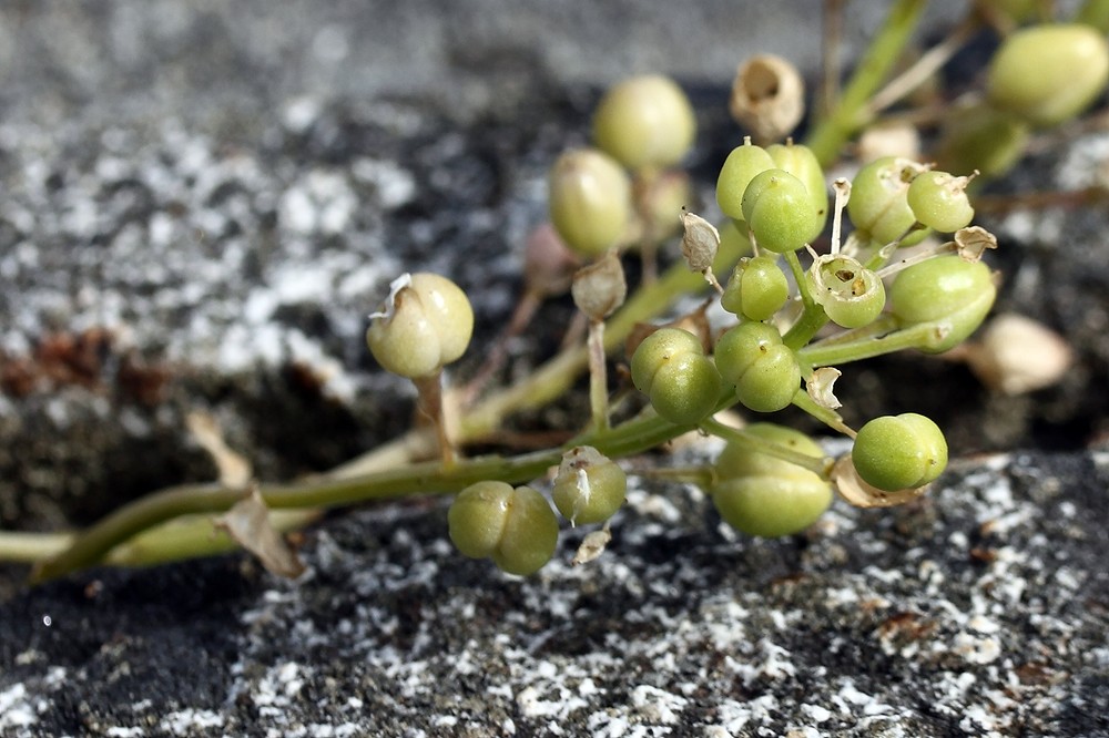 Изображение особи Cochlearia officinalis.