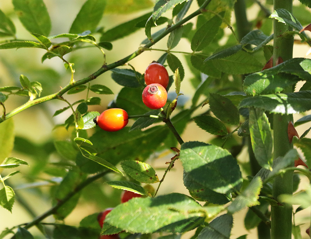 Изображение особи Rosa canina.