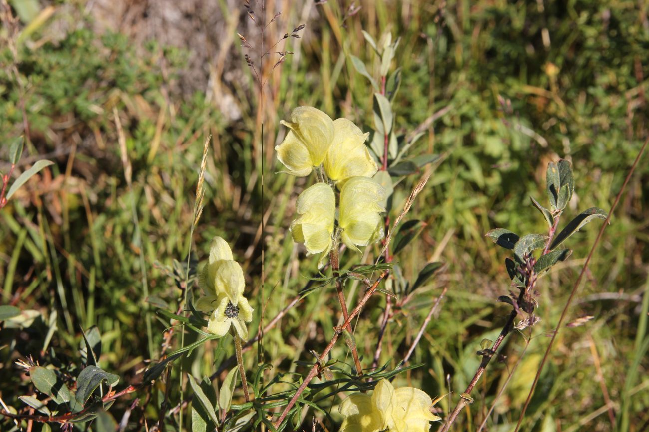 Image of Aconitum anthoroideum specimen.