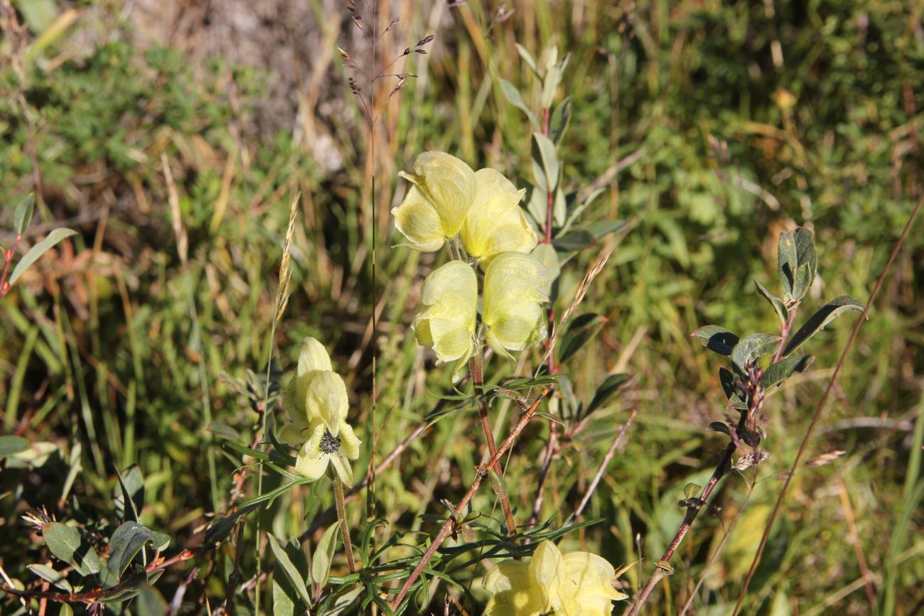 Изображение особи Aconitum anthoroideum.