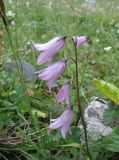 Campanula collina