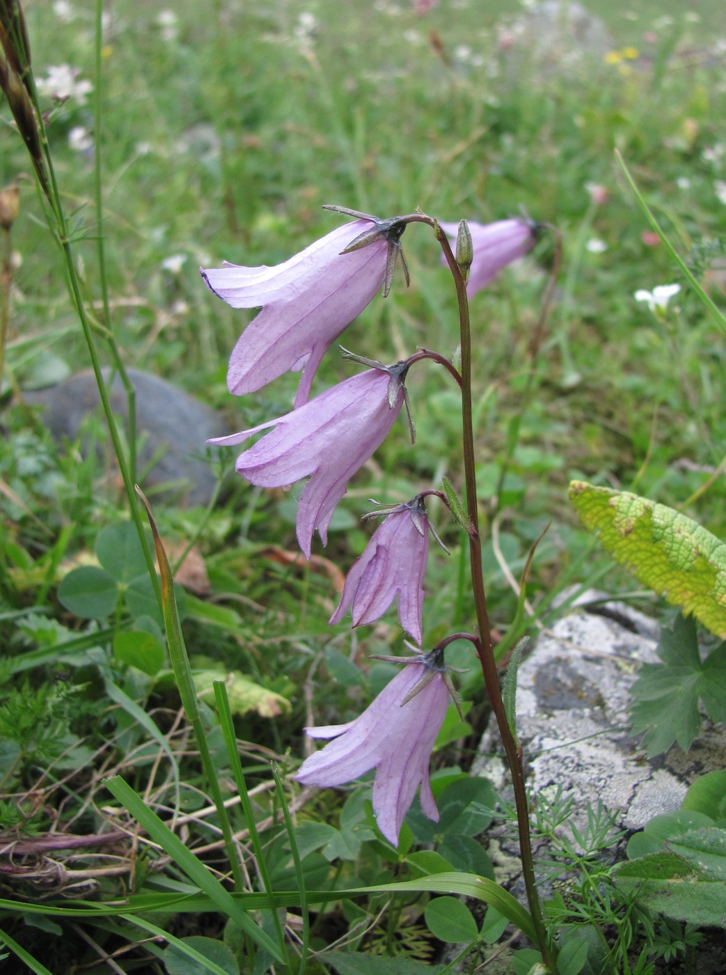 Изображение особи Campanula collina.