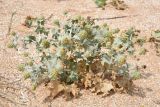 Eryngium maritimum