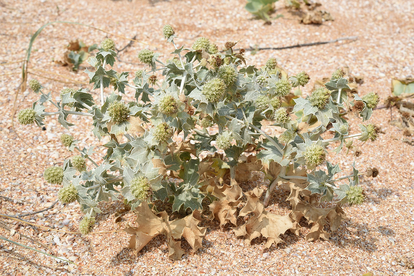 Image of Eryngium maritimum specimen.