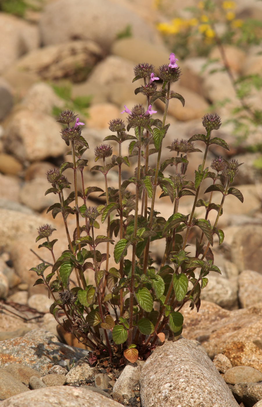 Image of Clinopodium vulgare specimen.