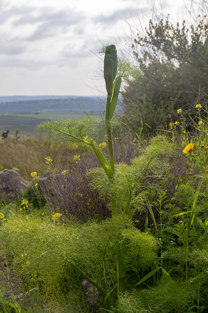 Изображение особи Ferula communis.