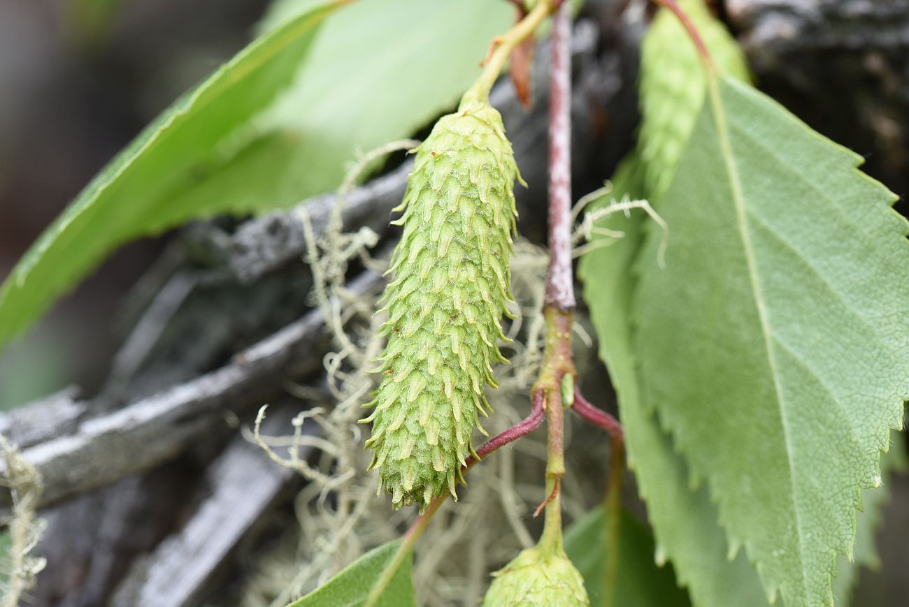 Изображение особи Betula pendula.