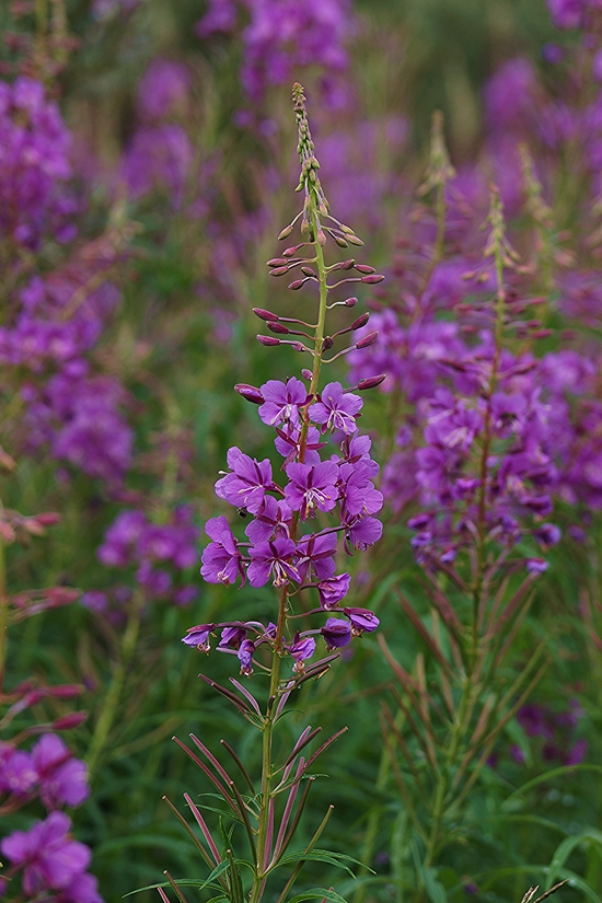 Image of Chamaenerion angustifolium specimen.