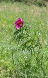 Paeonia anomala