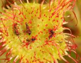 Drosera rotundifolia. Лист с пойманными насекомыми. Карелия, Лахденпохский р-н, окр. пос. Ихала, на заболоченном берегу озера. 12.07.2022.