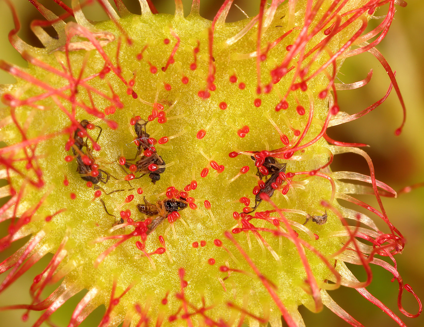 Изображение особи Drosera rotundifolia.