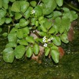 Nasturtium officinale. Цветущее растение. Республика Абхазия, р. Кяласур. 23.08.2009.