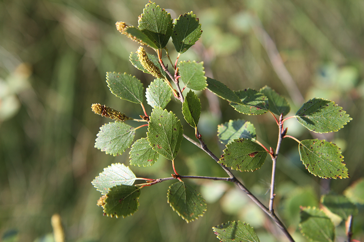Image of Betula × intermedia specimen.