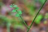 Pimpinella saxifraga