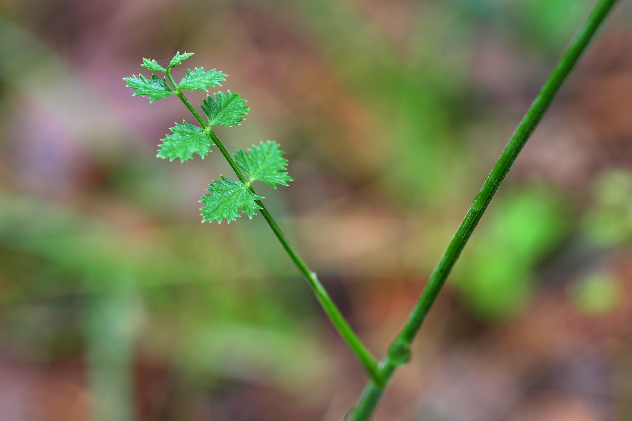 Изображение особи Pimpinella saxifraga.