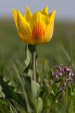 Tulipa suaveolens