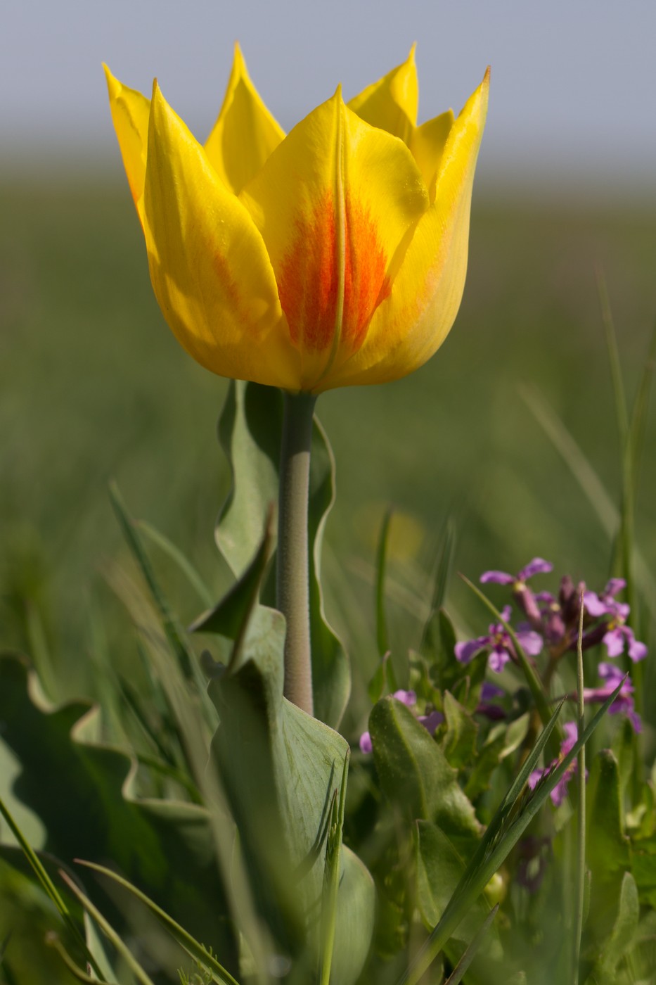 Image of Tulipa suaveolens specimen.