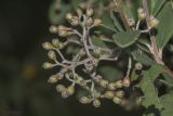 род Cotoneaster