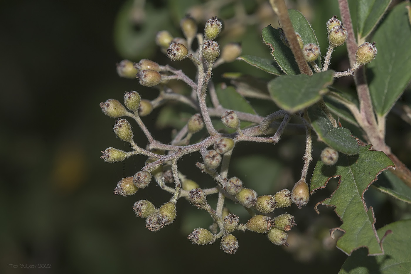 Изображение особи род Cotoneaster.