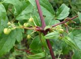 Clematis serratifolia