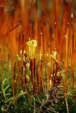 Splachnum ampullaceum. Зрелые спорогоны с выдавливающимися споры коробочками среди ножек отмирающих. Отмирающие спорогоны, вероятно, принадлежат другому виду - Splachnum luteum. Мурманская обл., Кольский р-н, 1446 км автодороги Р-21 \"Кола\" (Печенгская дорога), кустарничково-травяной березняк на гребне каменистого холма. 01.08.2022.