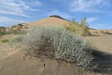 Astragalus cognatus