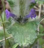 Ajuga orientalis