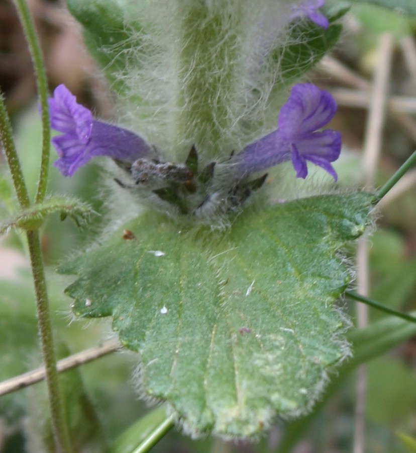 Image of Ajuga orientalis specimen.