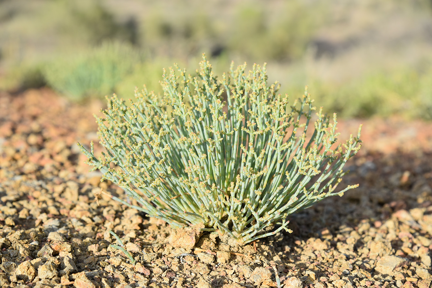 Изображение особи Anabasis truncata.