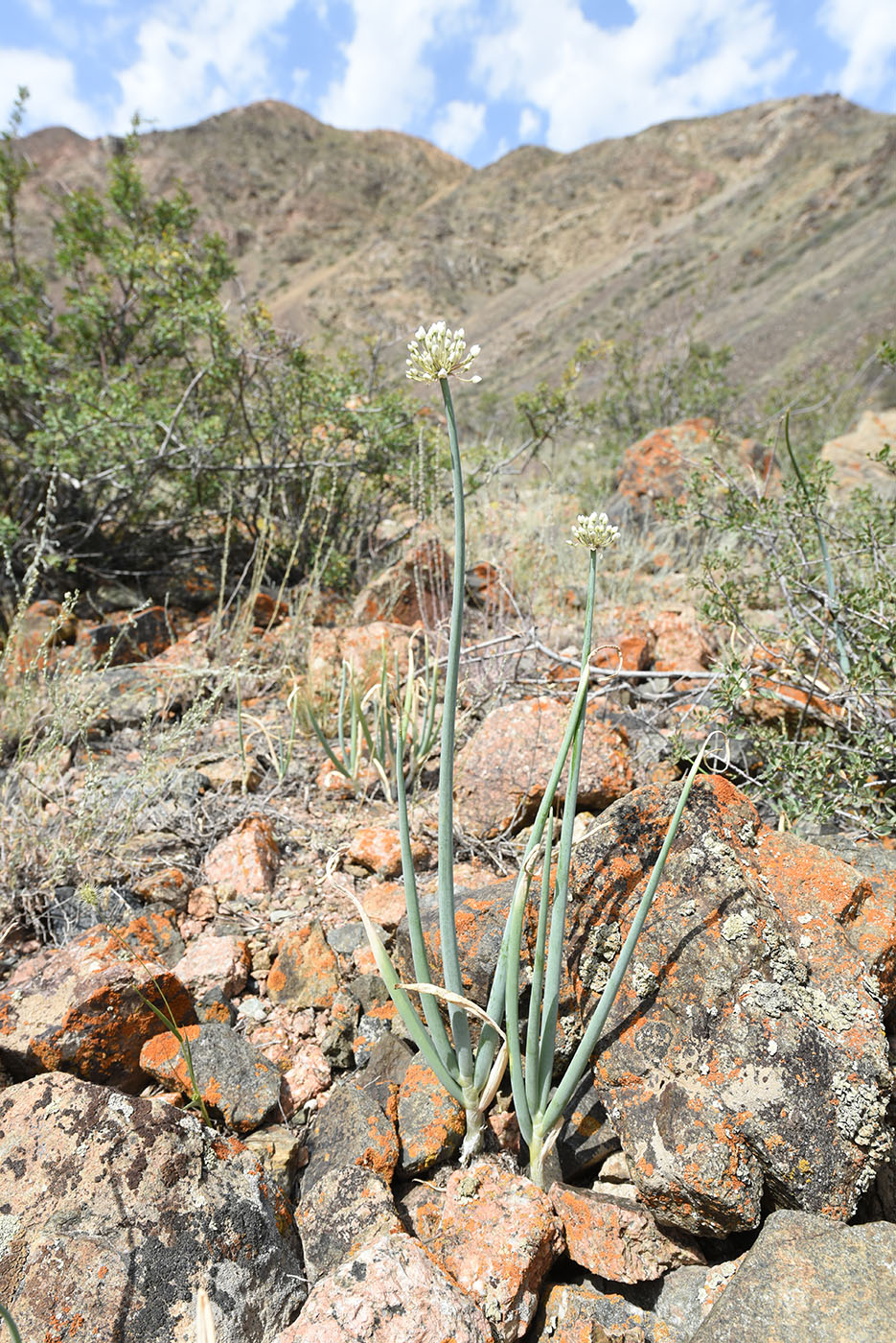 Изображение особи Allium galanthum.