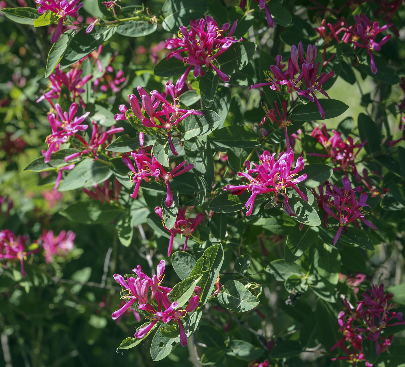 Image of Lonicera tatarica specimen.