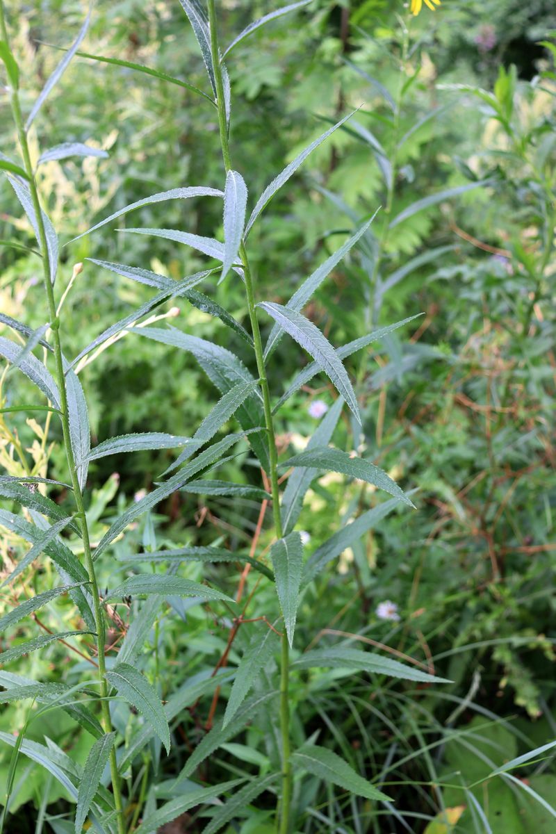 Image of Senecio paludosus specimen.